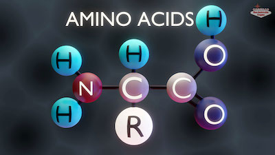 amino-acid